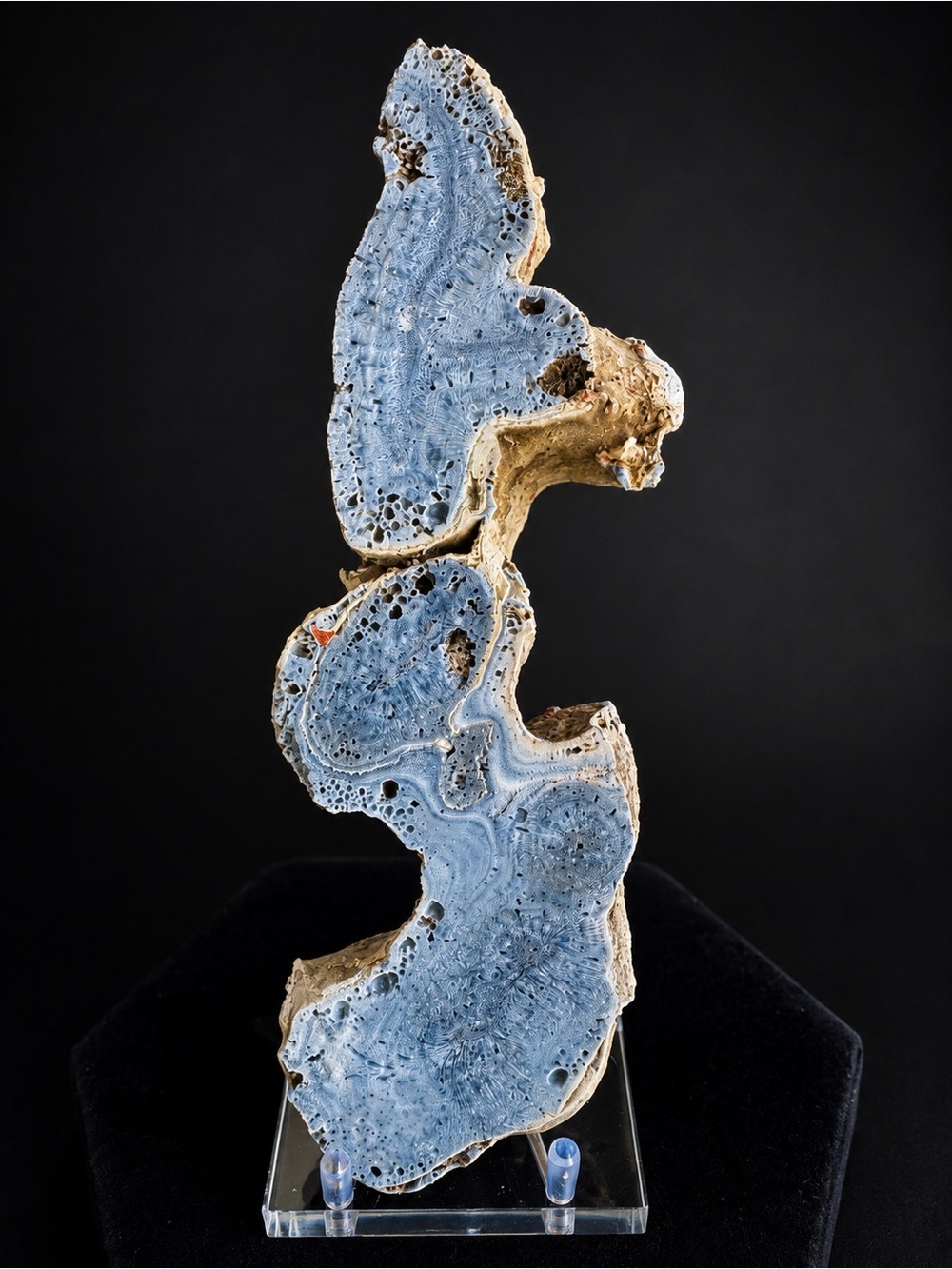 Blue Coral Slice Indo-Pacific